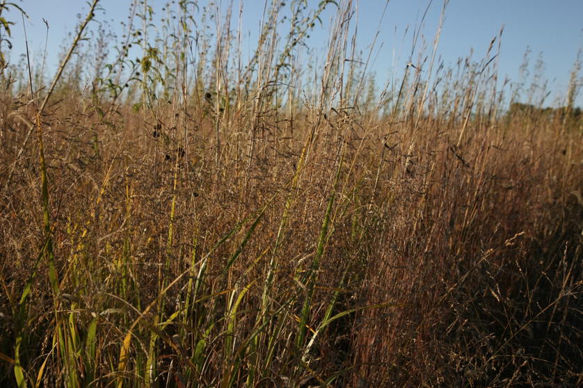 Full Size Image = 1742 K