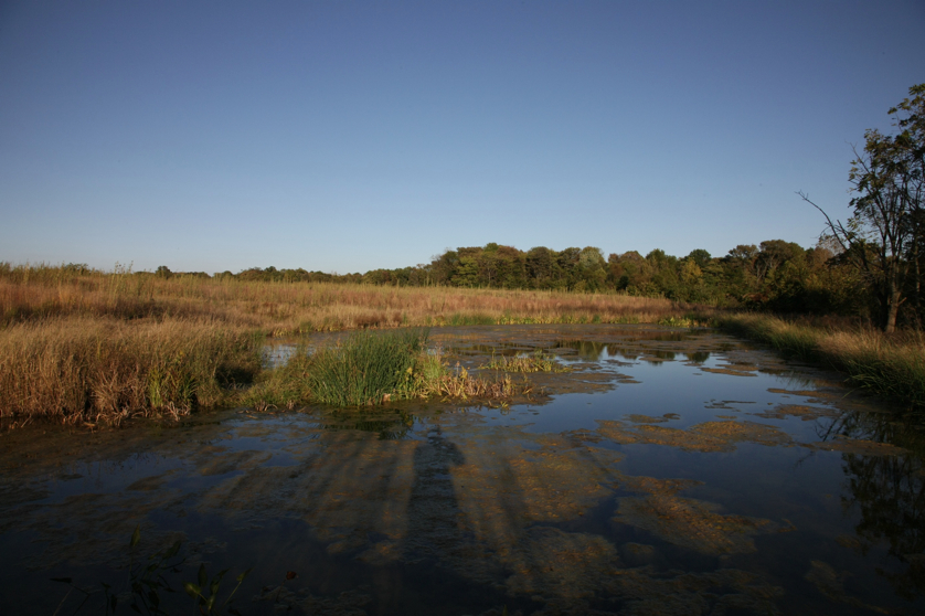 Full Size Image = 1062 K