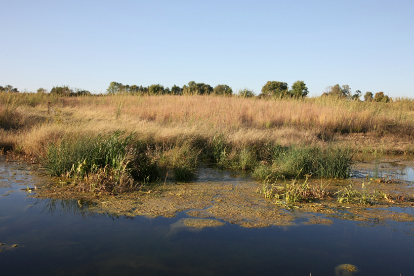 Full Size Image = 1562 K