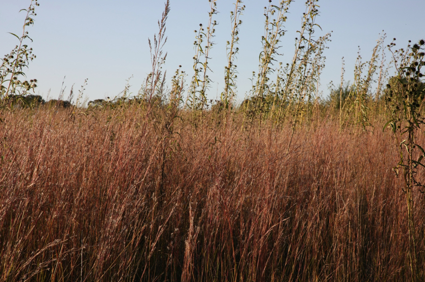 Full Size Image = 1733 K