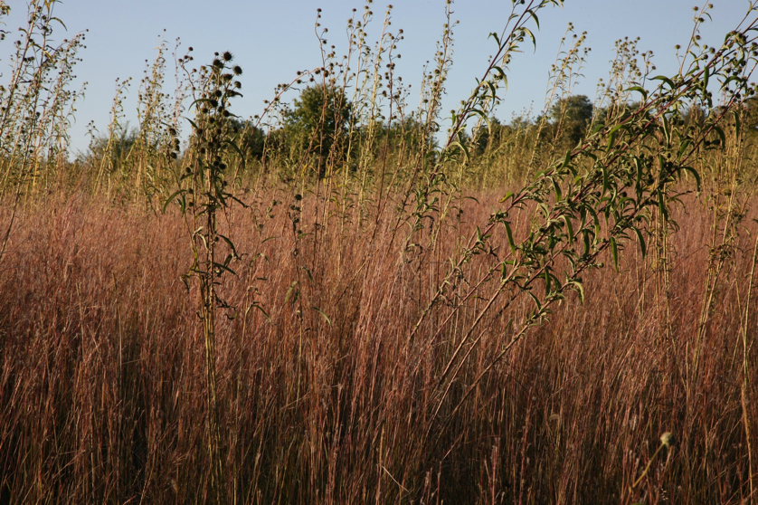 Full Size Image = 2072 K