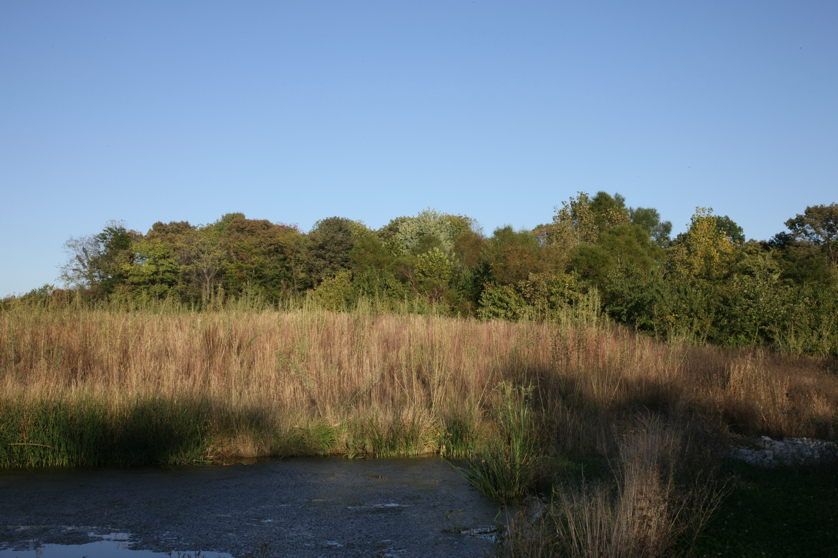 Full Size Image = 1386 K