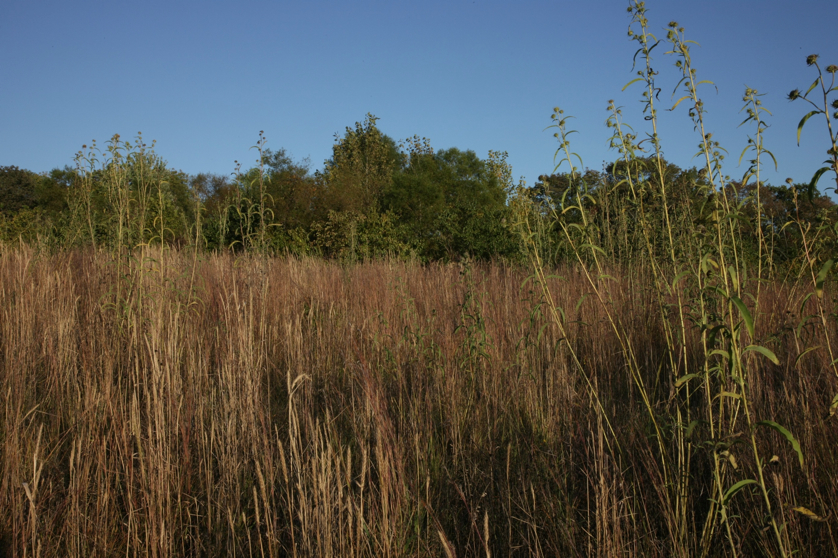 Full Size Image = 1734 K