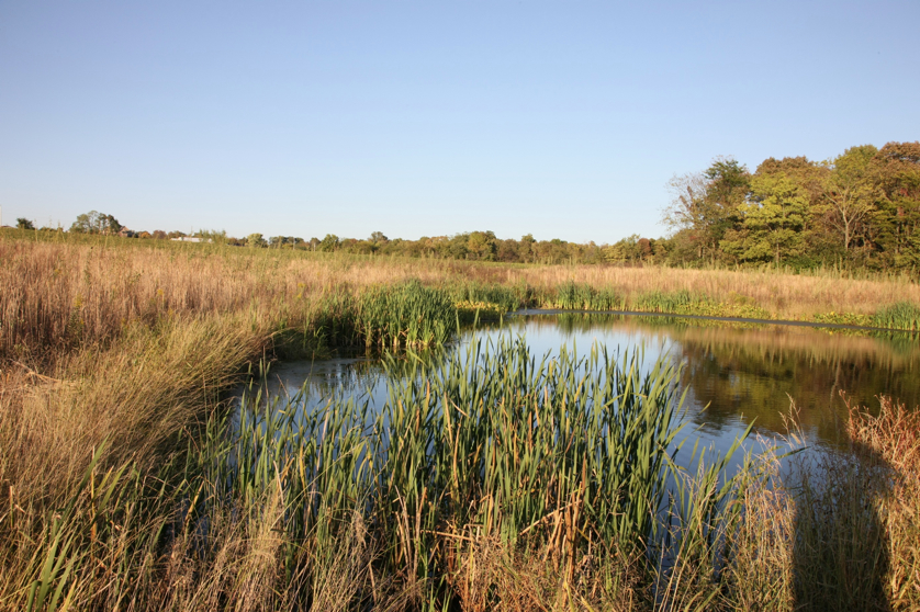 Full Size Image = 1829 K