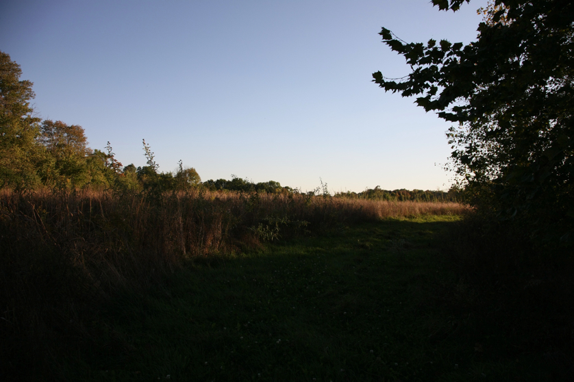 Full Size Image = 1013 K