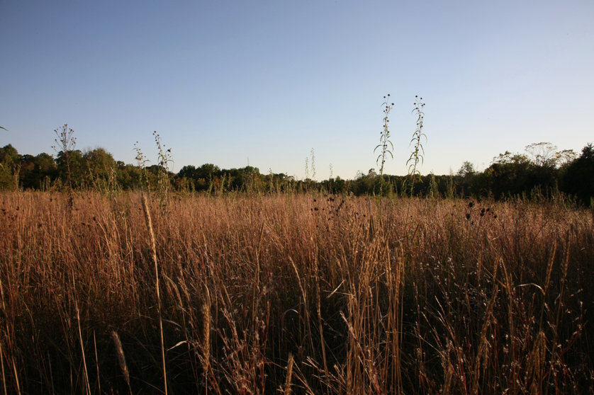 Full Size Image = 1376 K