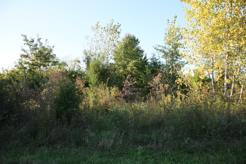 Full Size Image = 2010 K