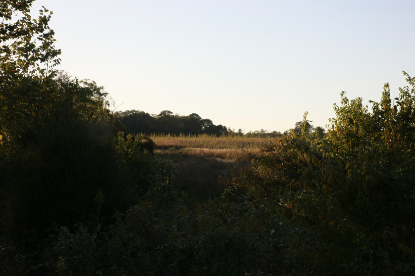 Full Size Image = 1001 K