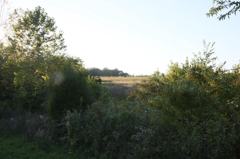 Full Size Image = 1238 K