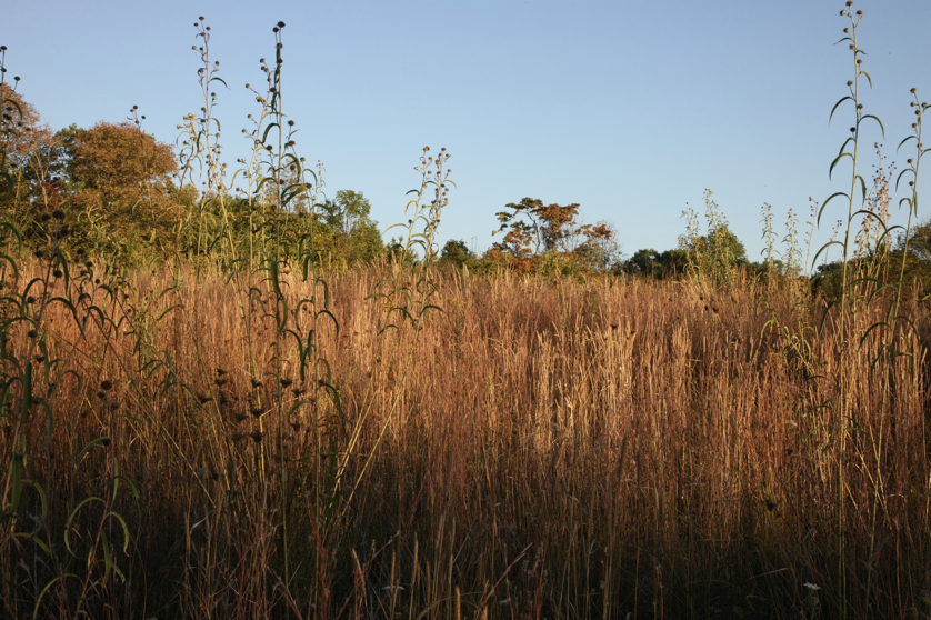 Full Size Image = 1750 K