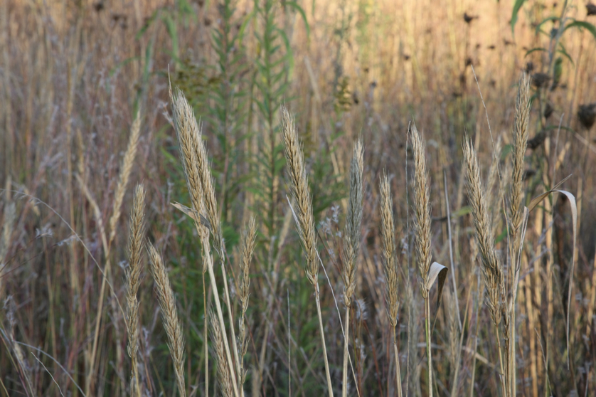 Full Size Image = 1011 K