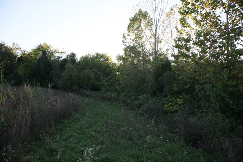 Full Size Image = 1689 K