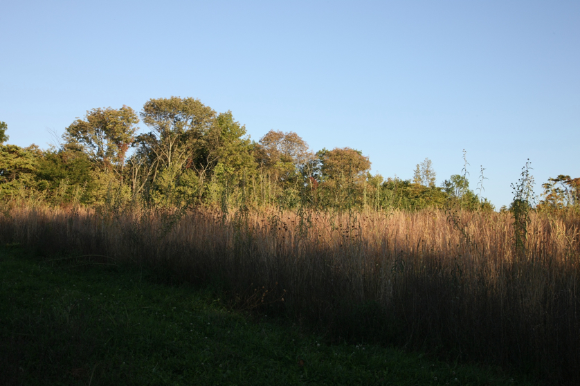 Full Size Image = 1315 K