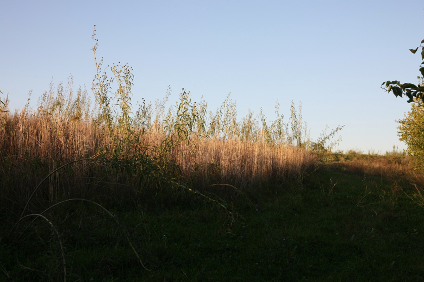 Full Size Image = 1197 K