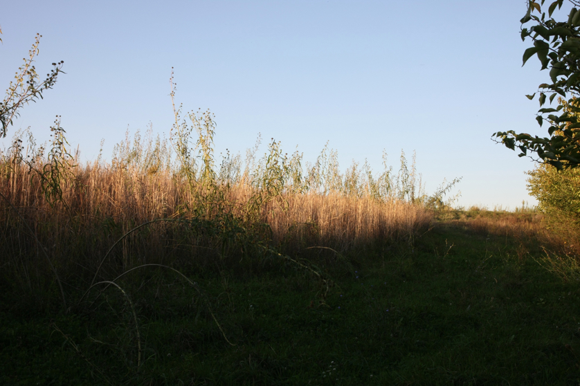 Full Size Image = 1170 K