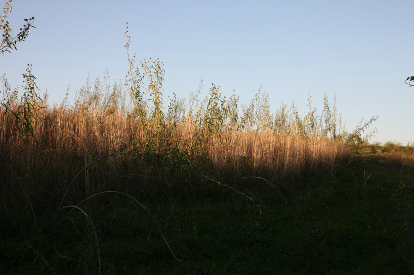 Full Size Image = 1202 K