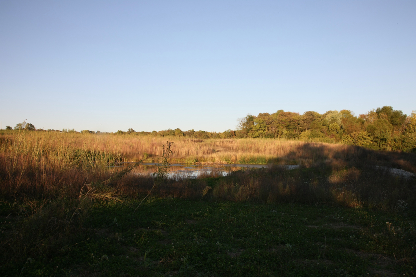 Full Size Image = 965 K