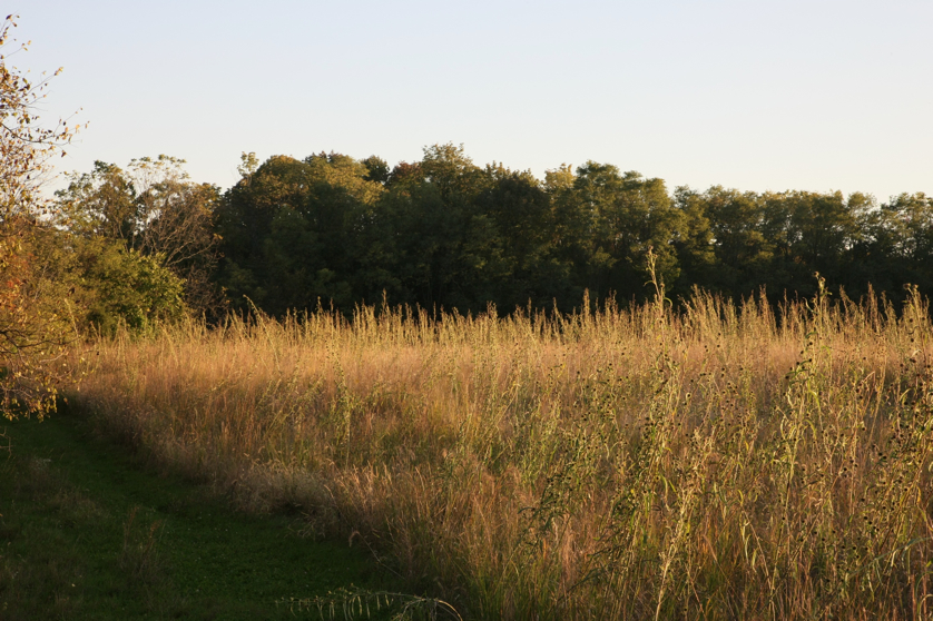 Full Size Image = 1753 K