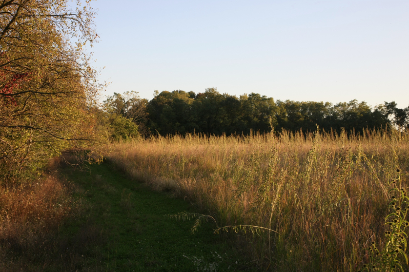 Full Size Image = 1610 K