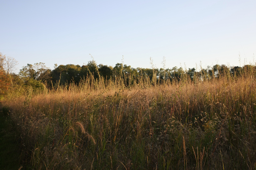 Full Size Image = 1422 K