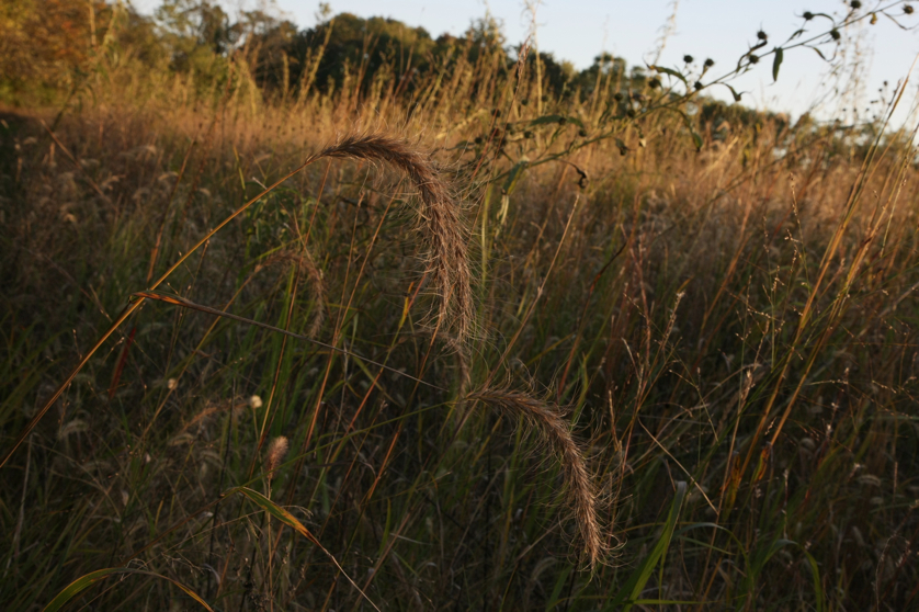 Full Size Image = 1086 K