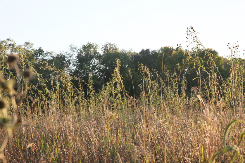 Full Size Image = 1786 K