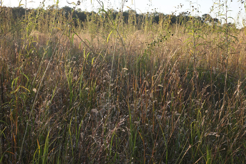 Full Size Image = 1907 K