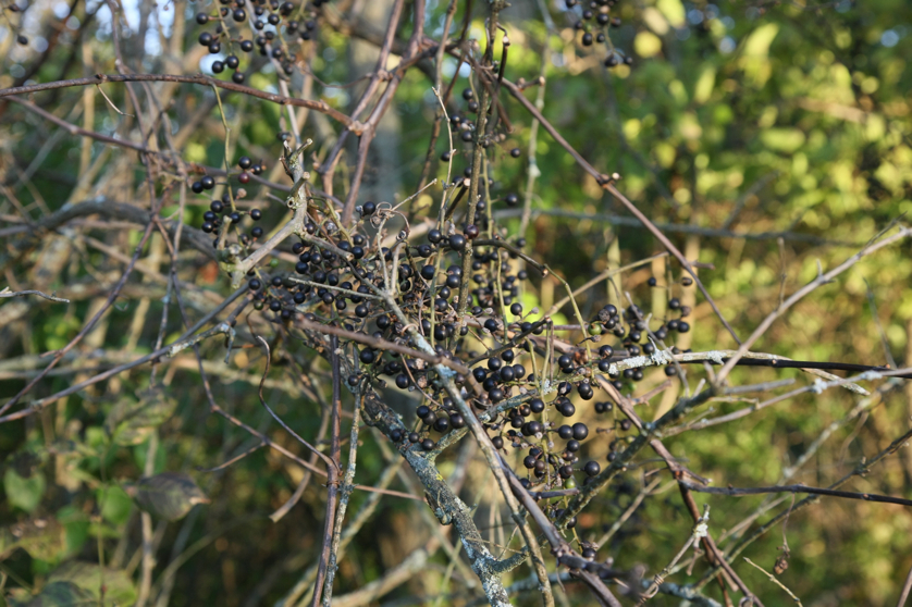 Full Size Image = 1097 K