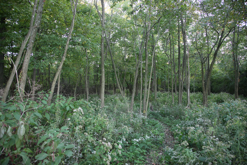 Full Size Image = 2305 K