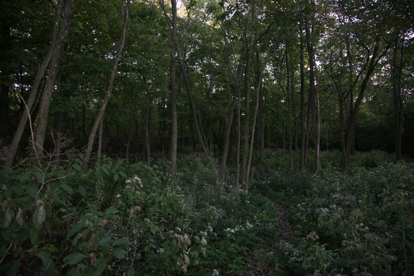 Full Size Image = 1648 K