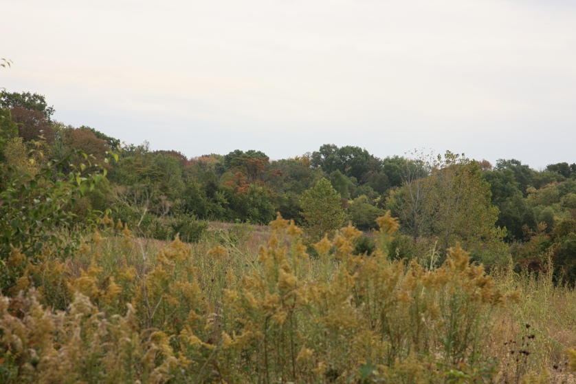 Full Size Image = 1138 K