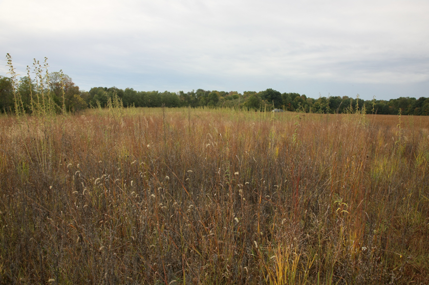 Full Size Image = 1729 K