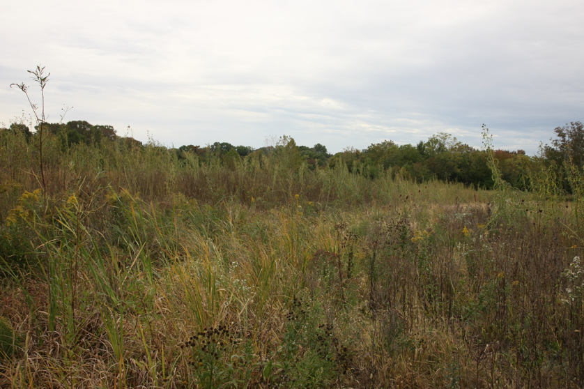 Full Size Image = 1655 K