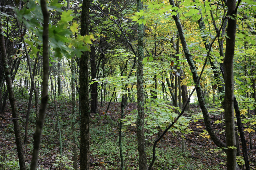 Full Size Image = 2009 K