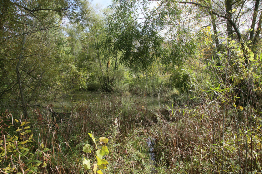 Full Size Image = 3130 K