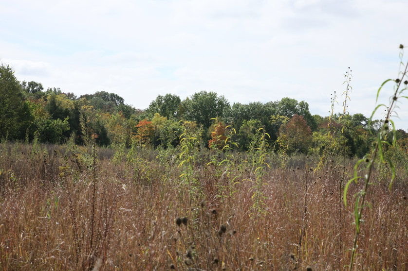 Full Size Image = 1521 K