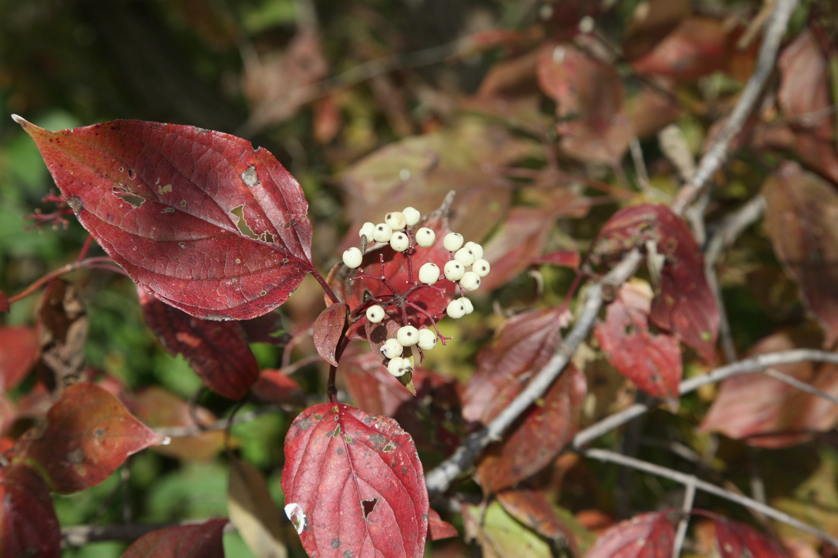 Full Size Image = 914 K