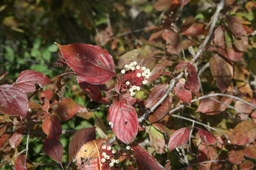 Full Size Image = 992 K