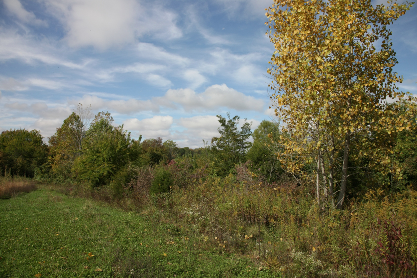 Full Size Image = 2040 K