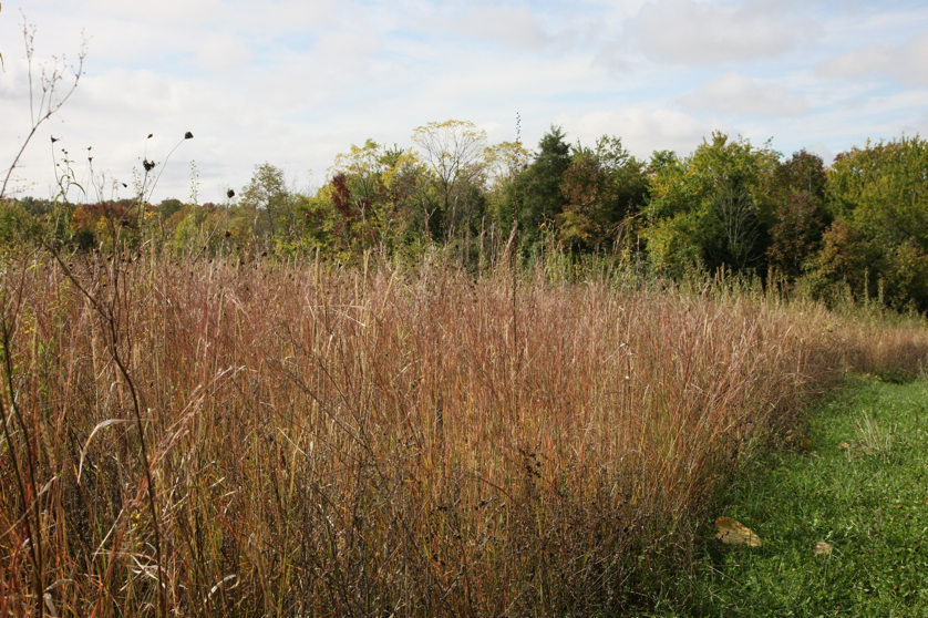 Full Size Image = 2027 K