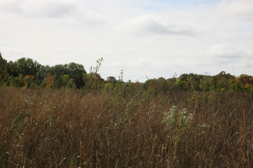 Full Size Image = 1462 K