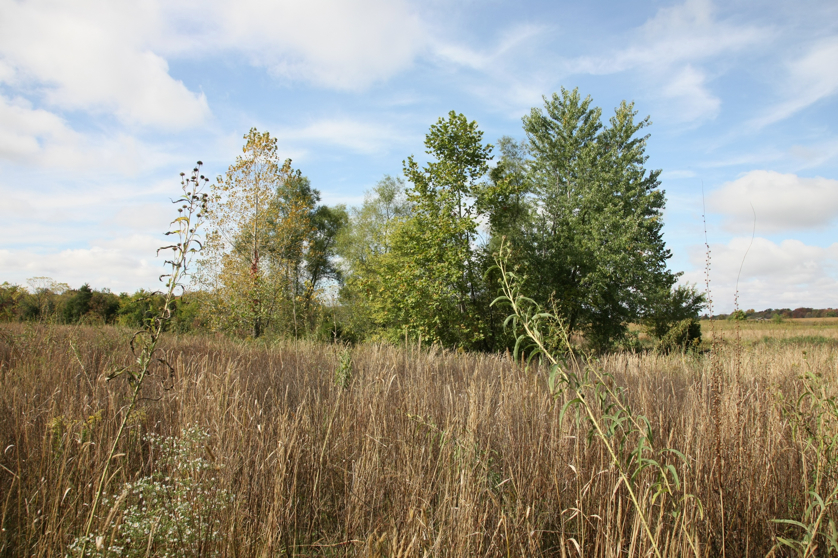 Full Size Image = 2069 K