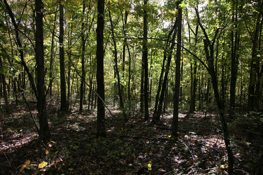 Full Size Image = 2476 K