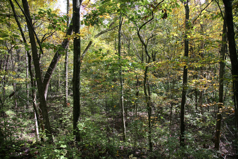 Full Size Image = 2816 K