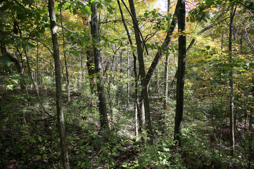 Full Size Image = 2684 K