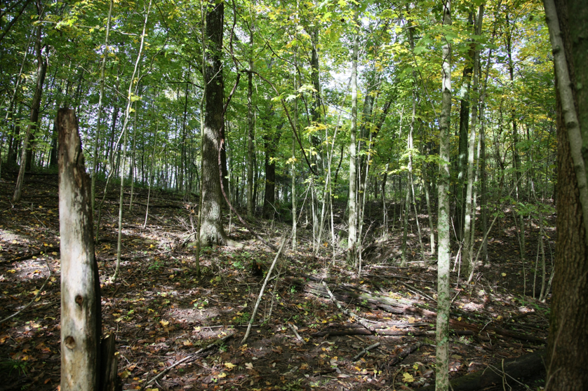 Full Size Image = 2627 K