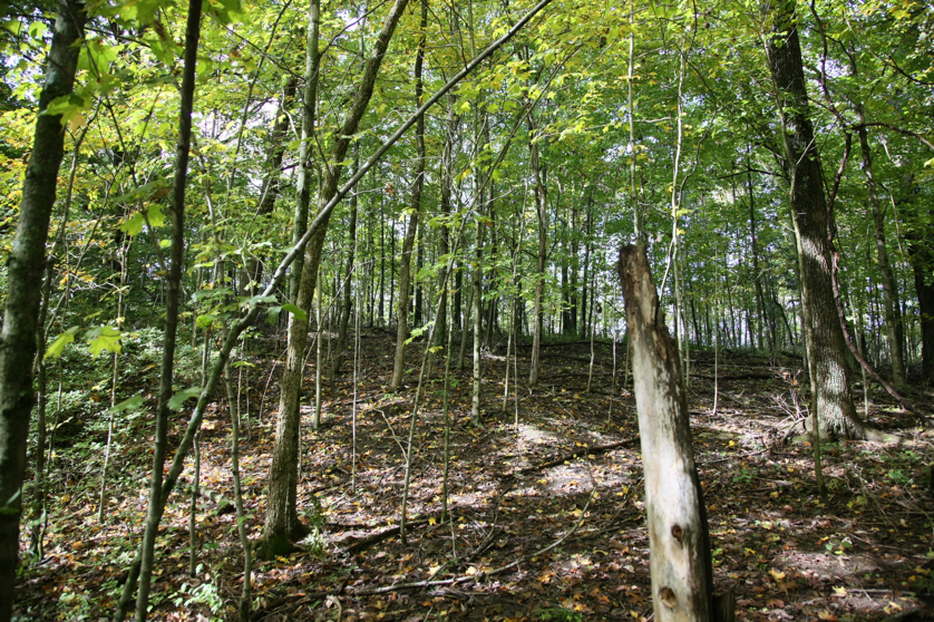 Full Size Image = 2788 K