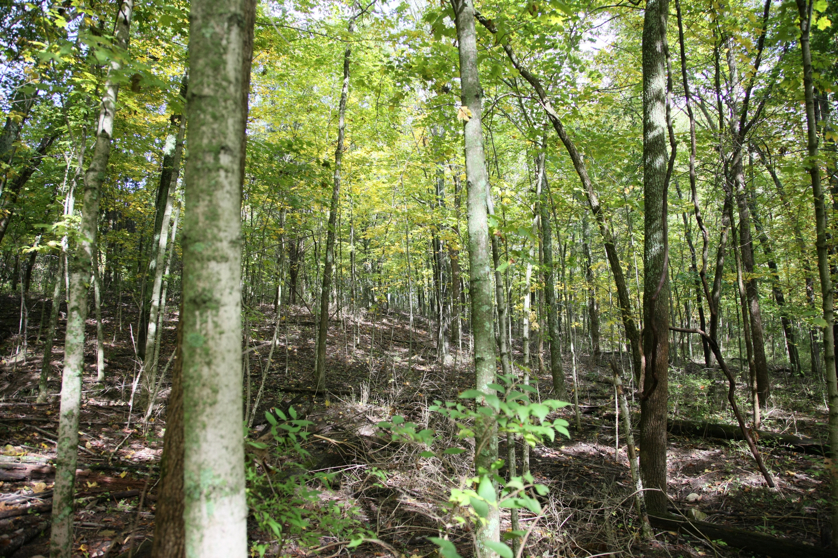 Full Size Image = 2628 K