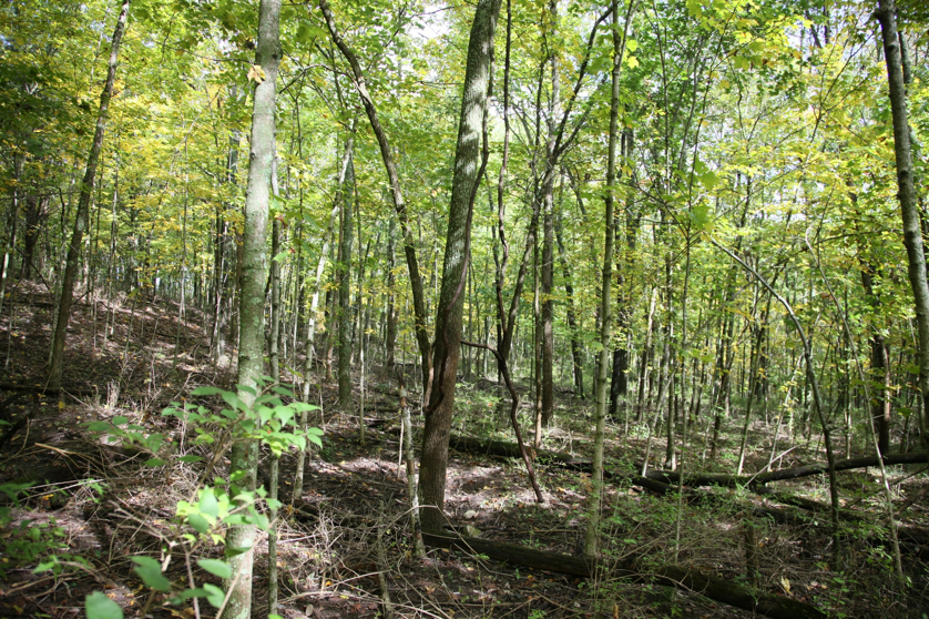 Full Size Image = 2707 K