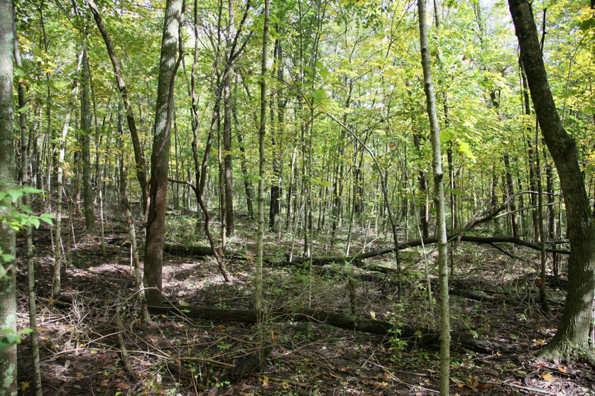 Full Size Image = 2926 K